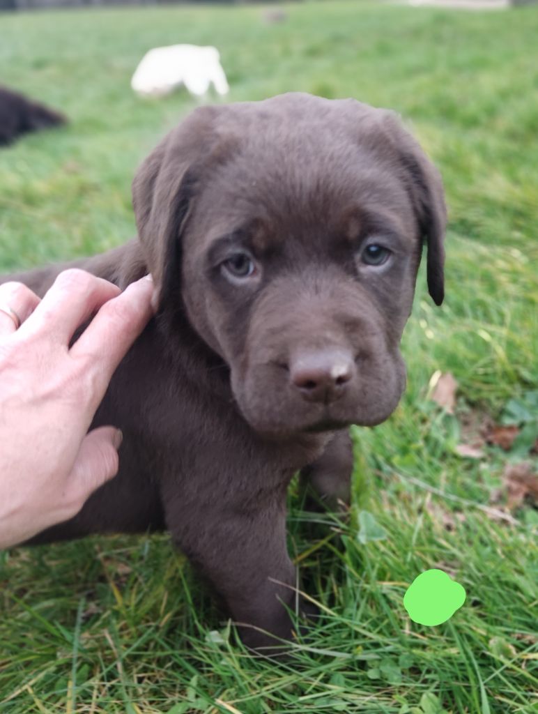 des Terres de la Chatelaine - Chiot disponible  - Labrador Retriever