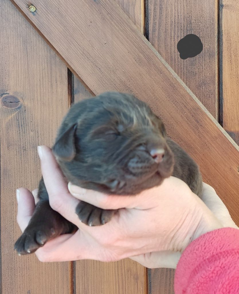 des Terres de la Chatelaine - Chiot disponible  - Labrador Retriever