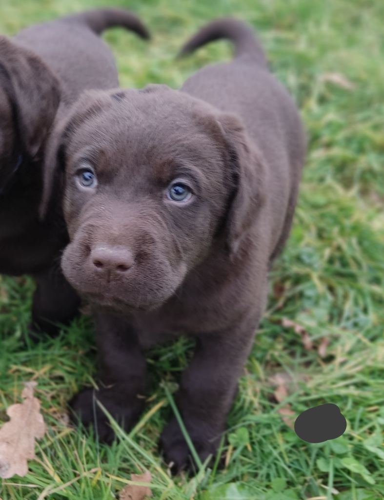 des Terres de la Chatelaine - Chiot disponible  - Labrador Retriever