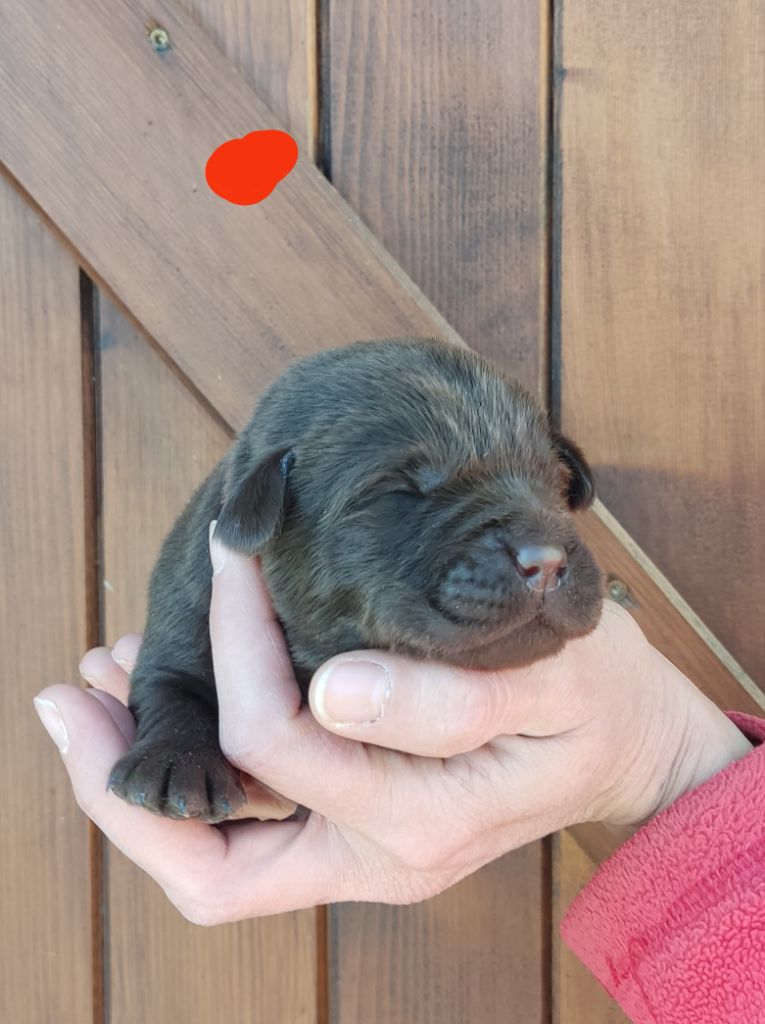 des Terres de la Chatelaine - Chiot disponible  - Labrador Retriever