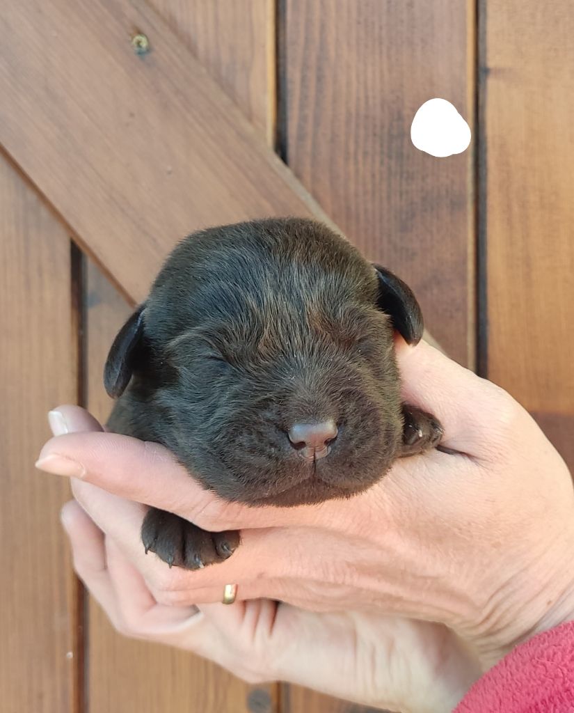 des Terres de la Chatelaine - Chiot disponible  - Labrador Retriever