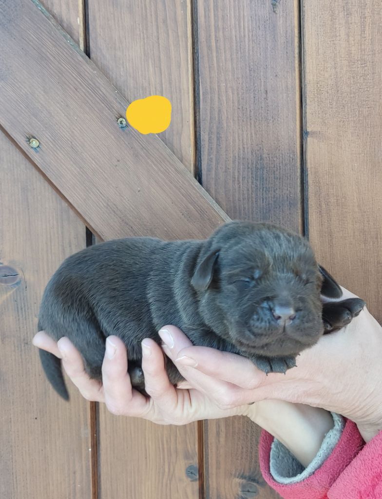 des Terres de la Chatelaine - Chiot disponible  - Labrador Retriever