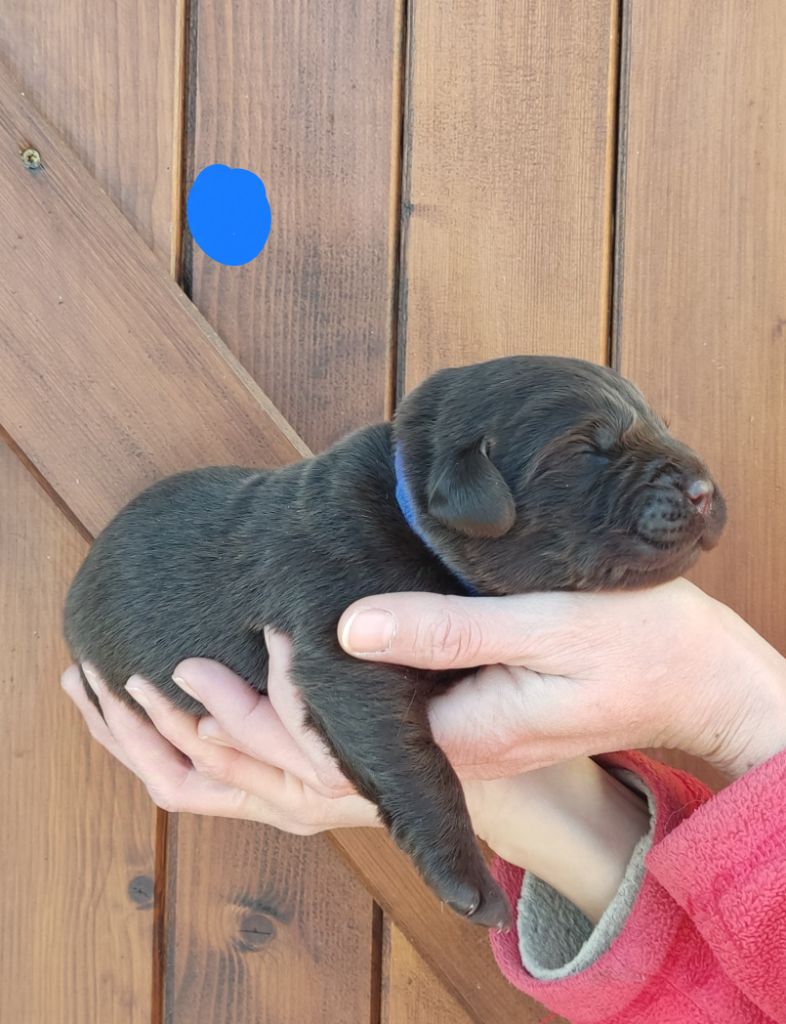 des Terres de la Chatelaine - Chiot disponible  - Labrador Retriever