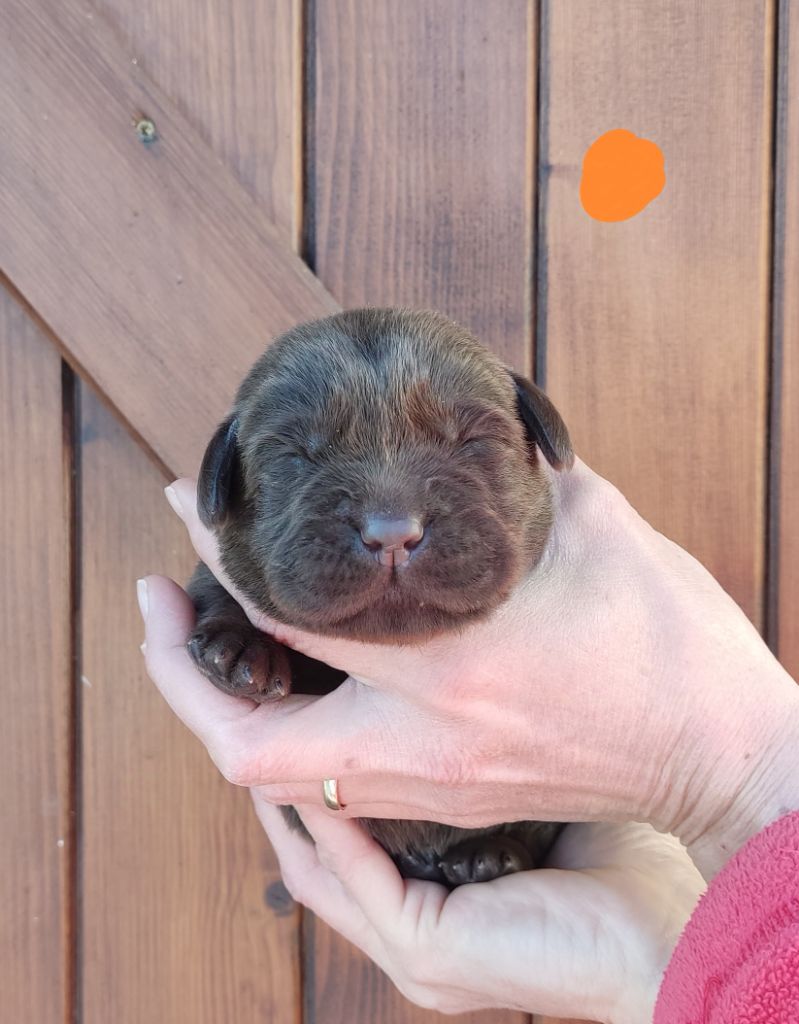 des Terres de la Chatelaine - Chiot disponible  - Labrador Retriever