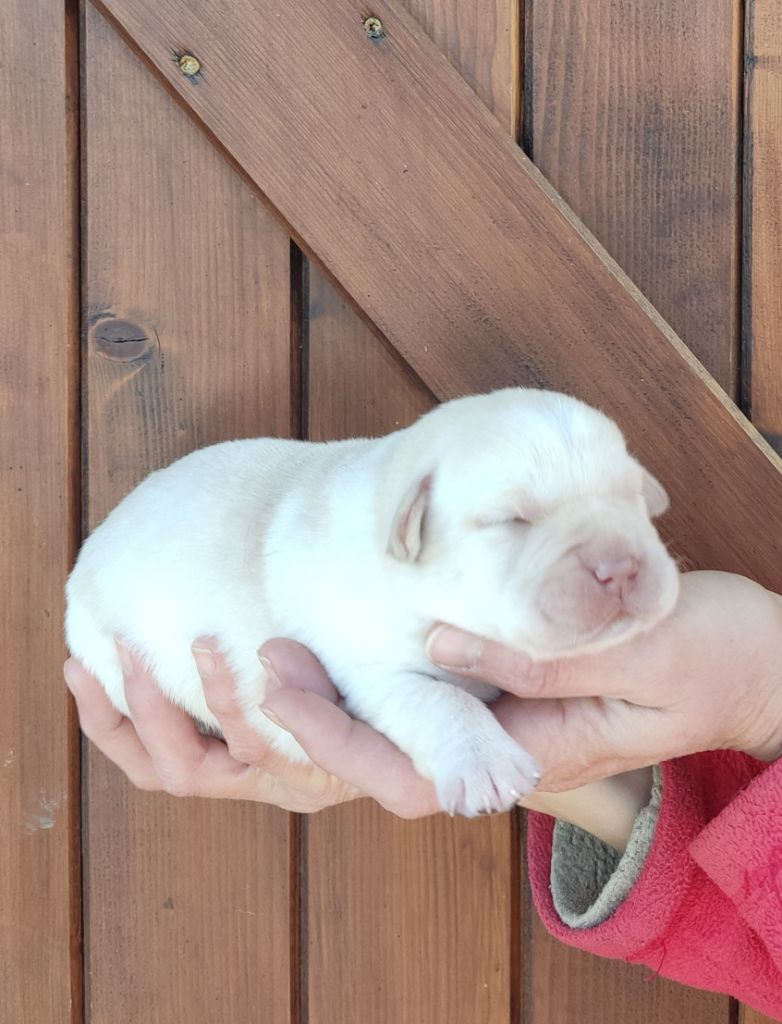 des Terres de la Chatelaine - Chiot disponible  - Labrador Retriever