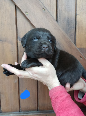 des Terres de la Chatelaine - Labrador Retriever - Portée née le 08/12/2024