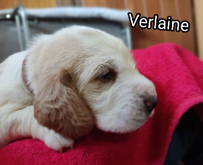 Verlaine dit Gunther