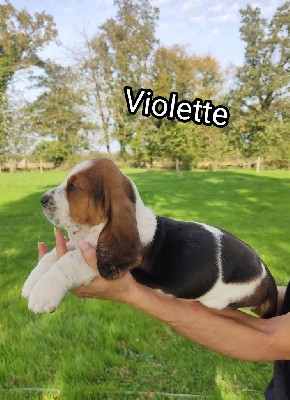 Violette-Eliette