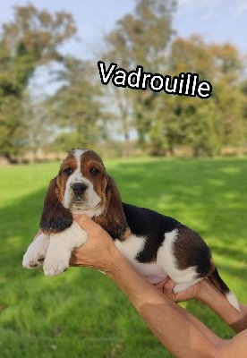 Vadrouille