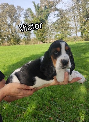 Victor