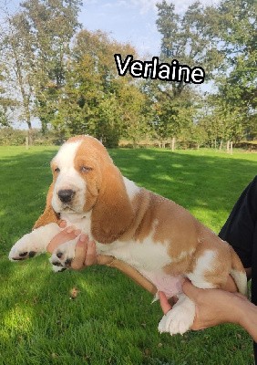 Verlaine dit Gunther