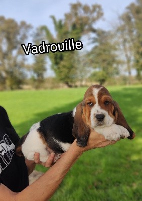 Vadrouille