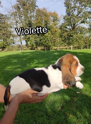 Violette-Eliette