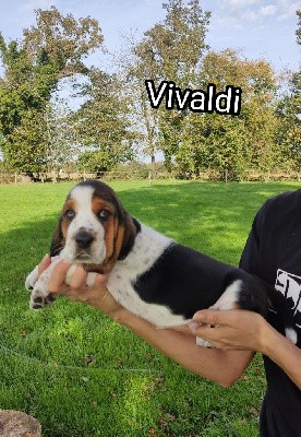 Vivaldi