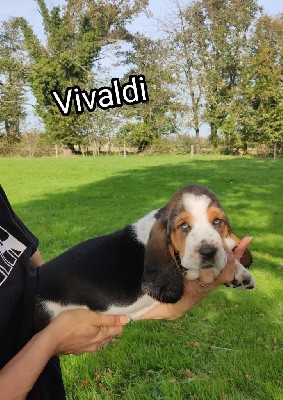 Vivaldi