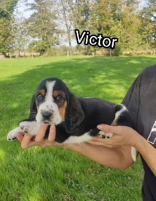 Victor