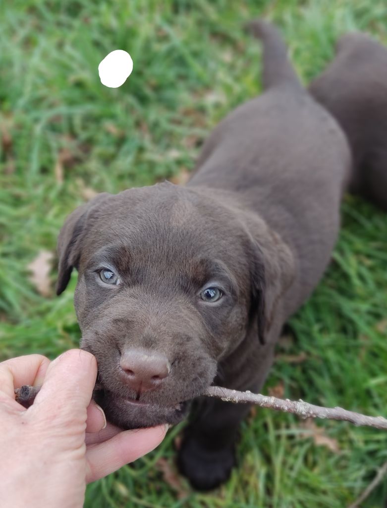 des Terres de la Chatelaine - Chiot disponible  - Labrador Retriever