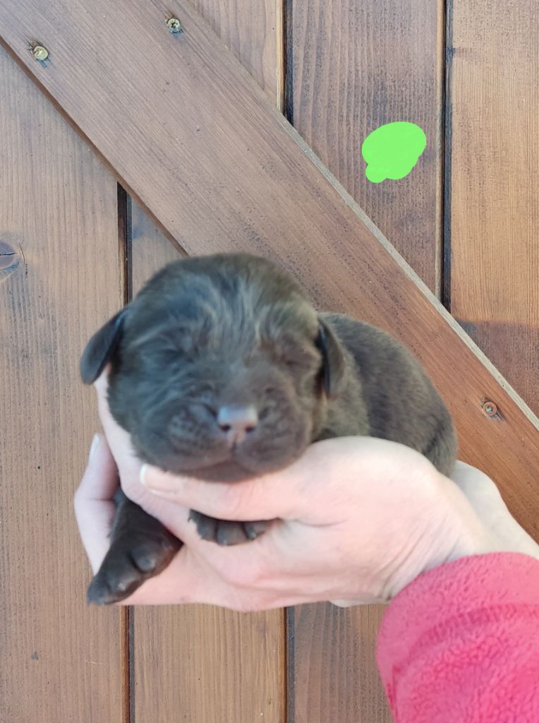 des Terres de la Chatelaine - Chiot disponible  - Labrador Retriever