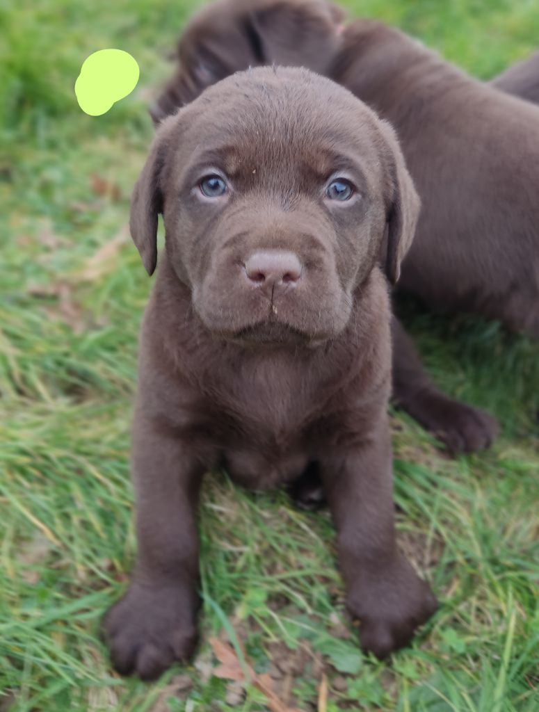 des Terres de la Chatelaine - Chiot disponible  - Labrador Retriever