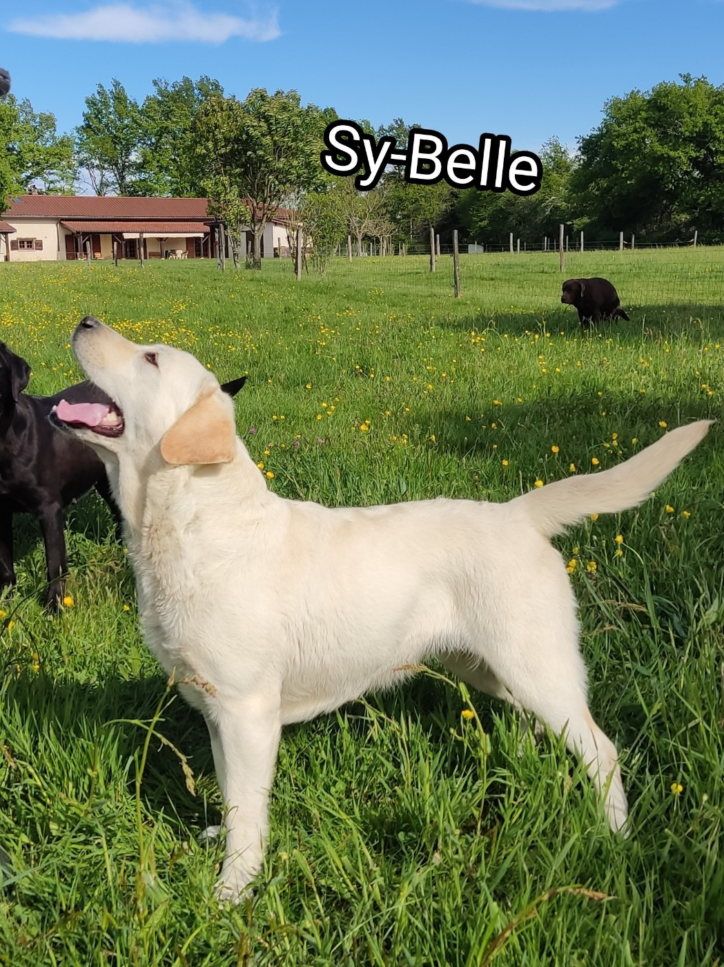 Sy-belle Des Bois Du Ranchot