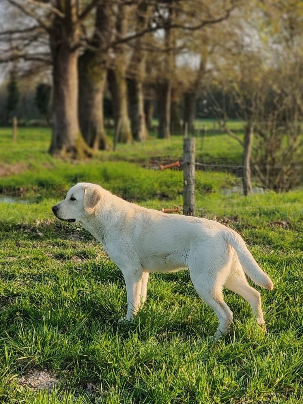 Alpha (Sans Affixe)