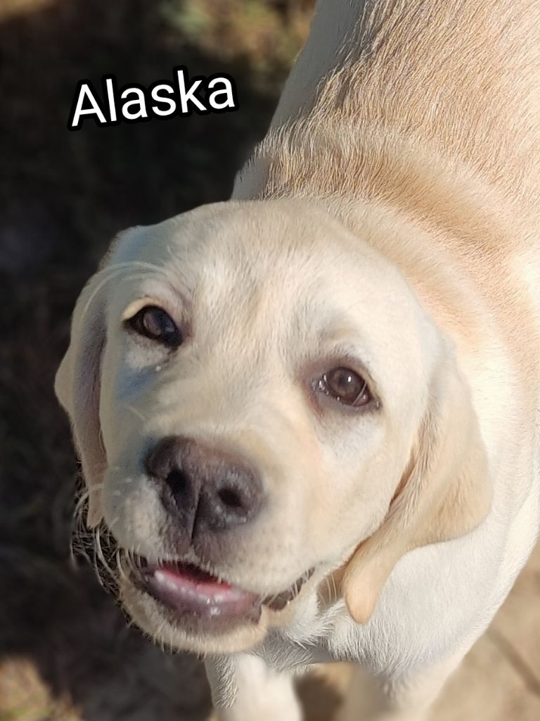 Alaska des Terres de la Chatelaine