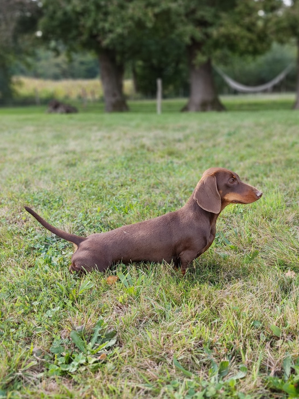 Valrhona dite Minnie des Prestiges d'Aranjuez