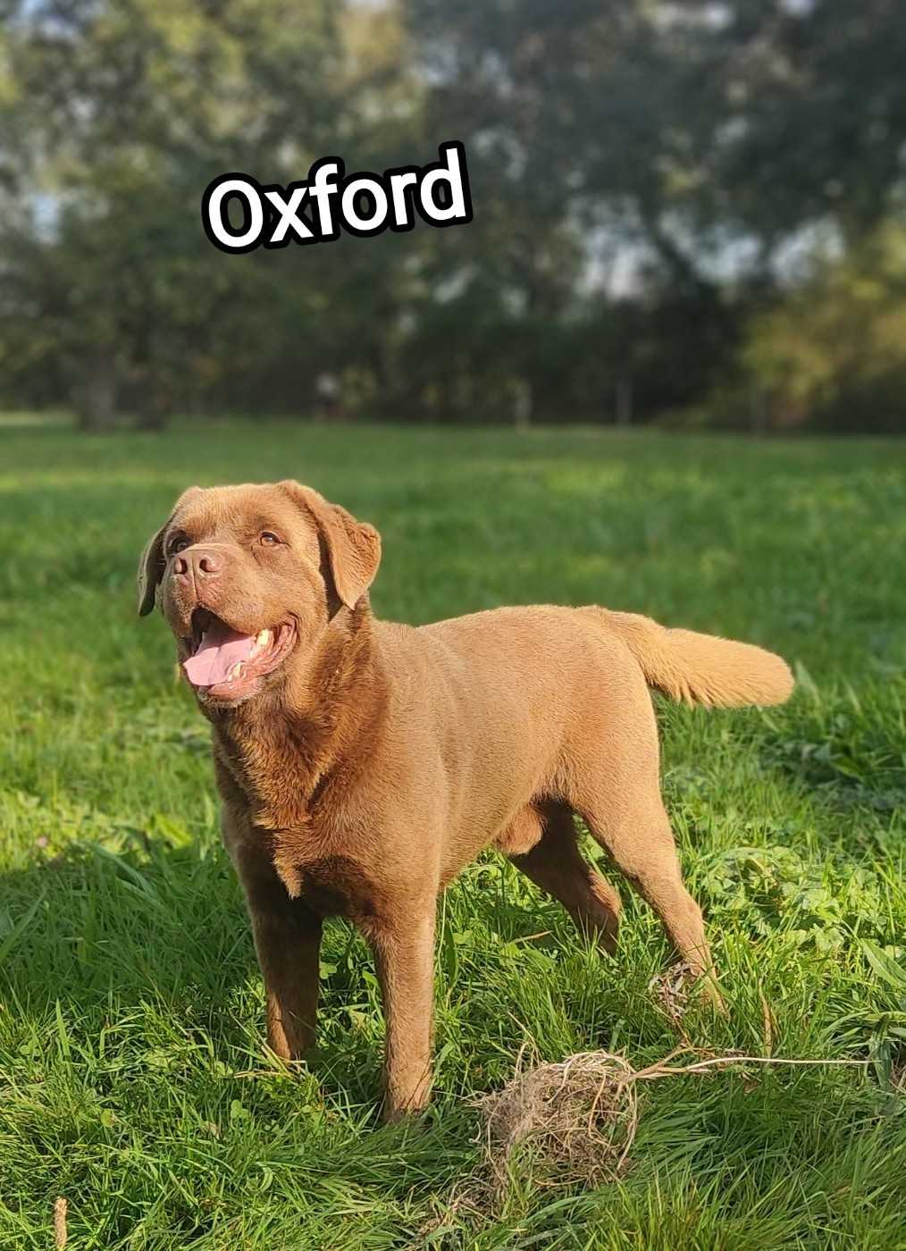 Oxford est à donner