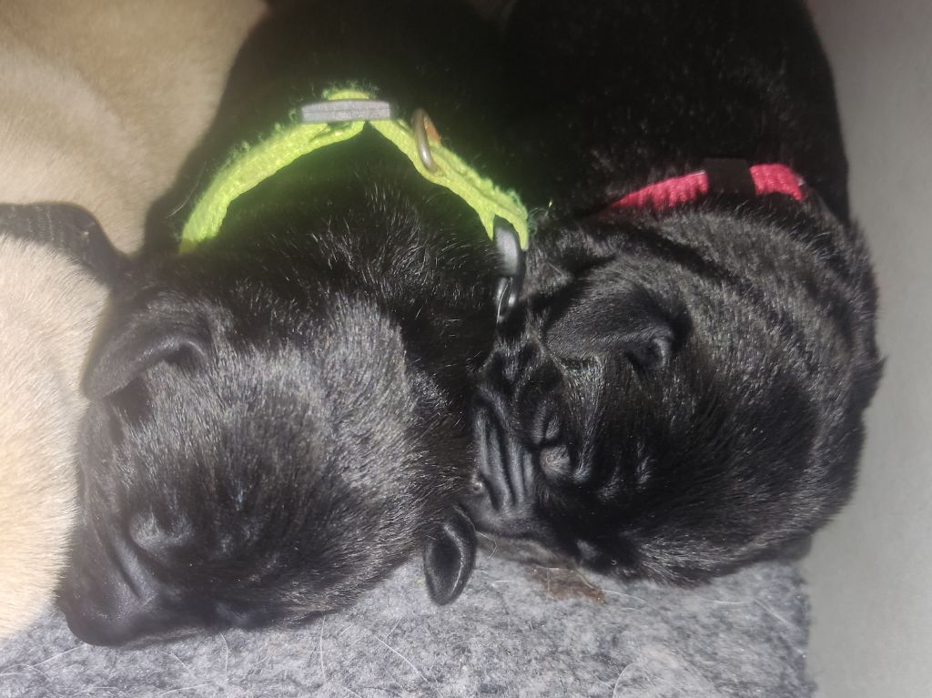 des Terres de la Chatelaine - Chiots disponibles - Labrador Retriever