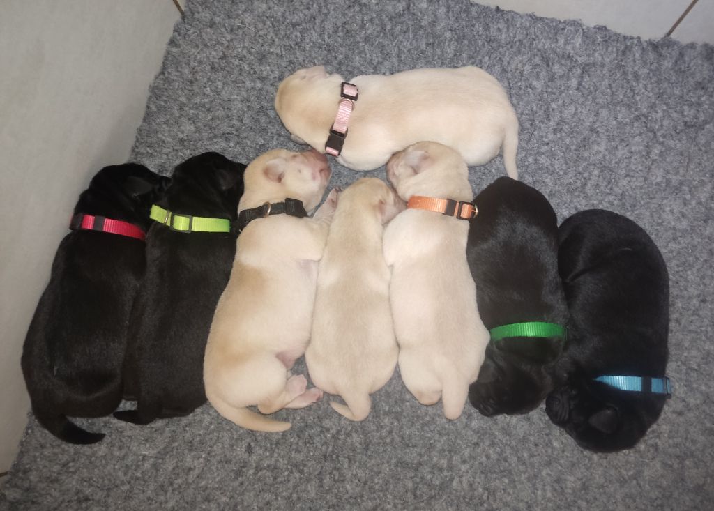 Chiot Labrador Retriever des Terres de la Chatelaine