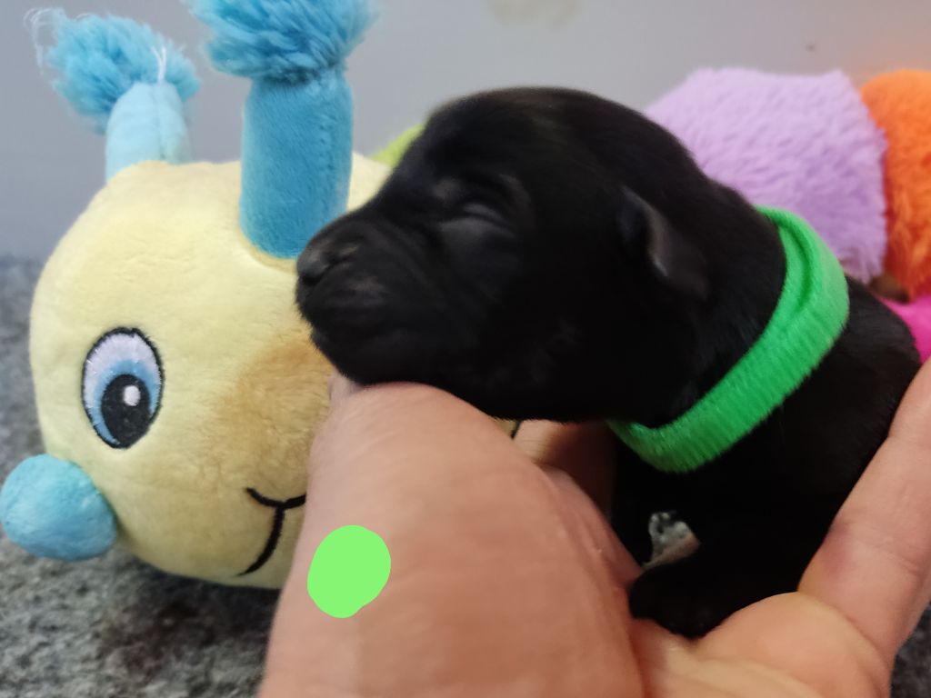 des Terres de la Chatelaine - Chiots disponibles - Labrador Retriever
