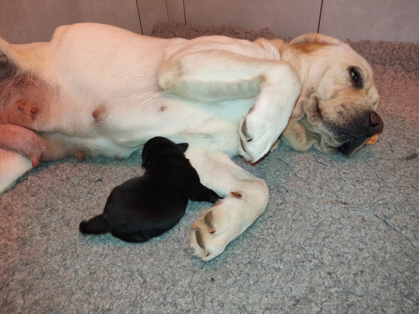 des Terres de la Chatelaine - Labrador Retriever - Portée née le 18/11/2025