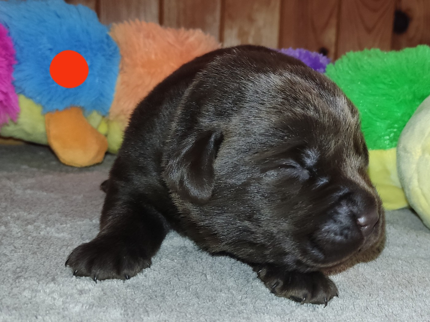 des Terres de la Chatelaine - Chiots disponibles - Labrador Retriever