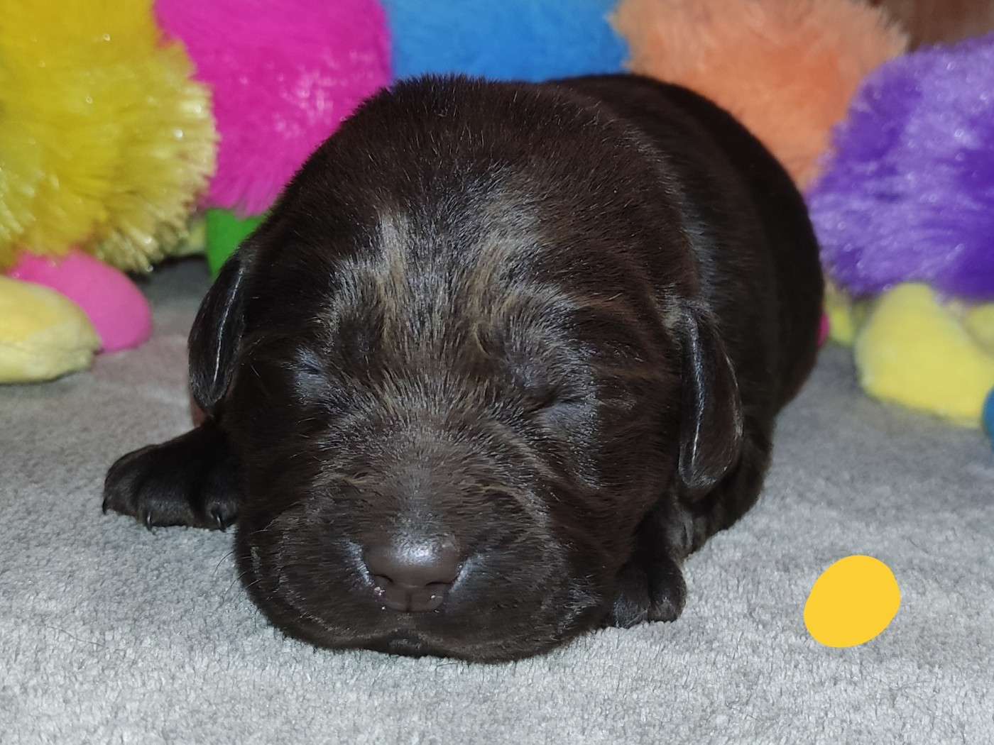 des Terres de la Chatelaine - Chiots disponibles - Labrador Retriever