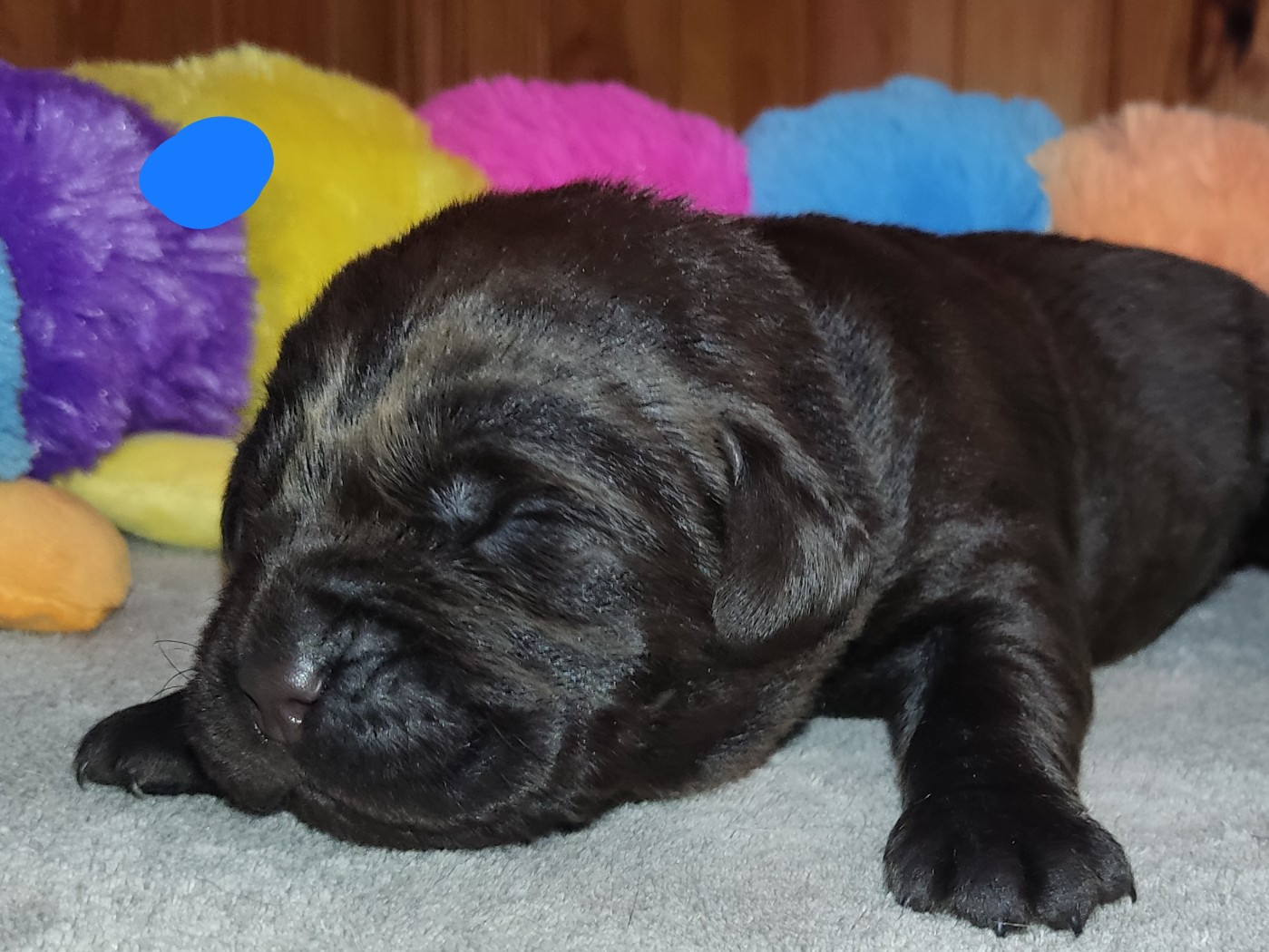 des Terres de la Chatelaine - Chiots disponibles - Labrador Retriever