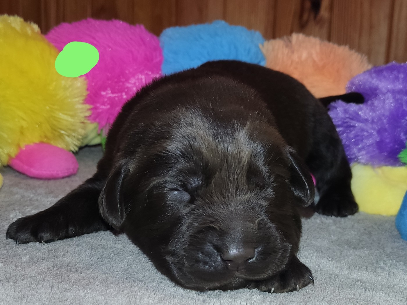 des Terres de la Chatelaine - Chiots disponibles - Labrador Retriever