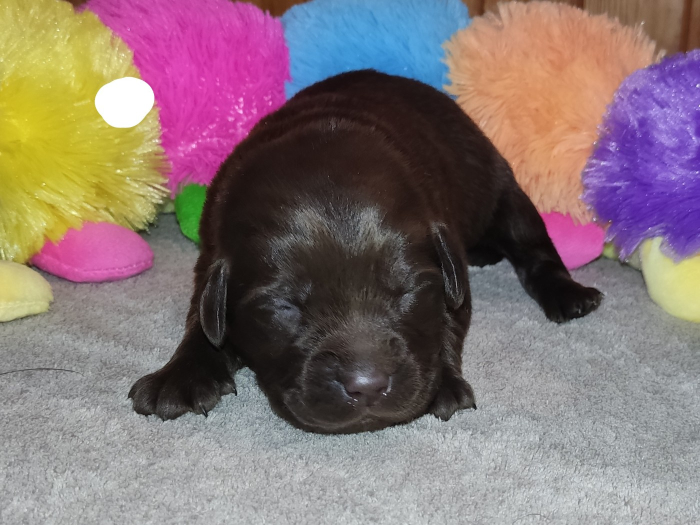 des Terres de la Chatelaine - Chiots disponibles - Labrador Retriever