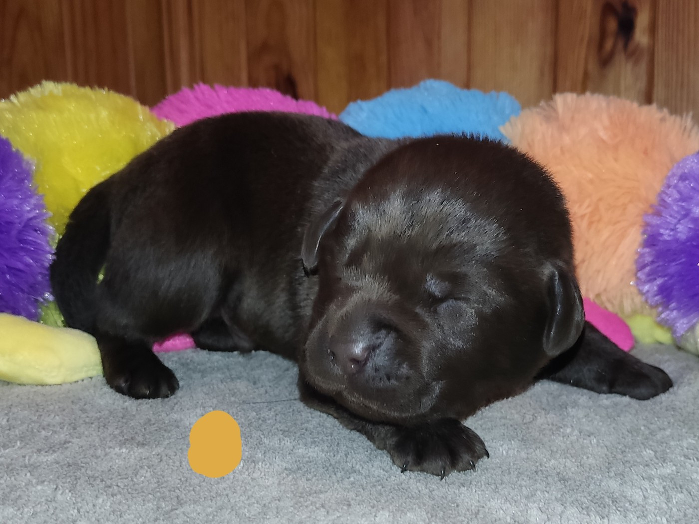 des Terres de la Chatelaine - Chiots disponibles - Labrador Retriever