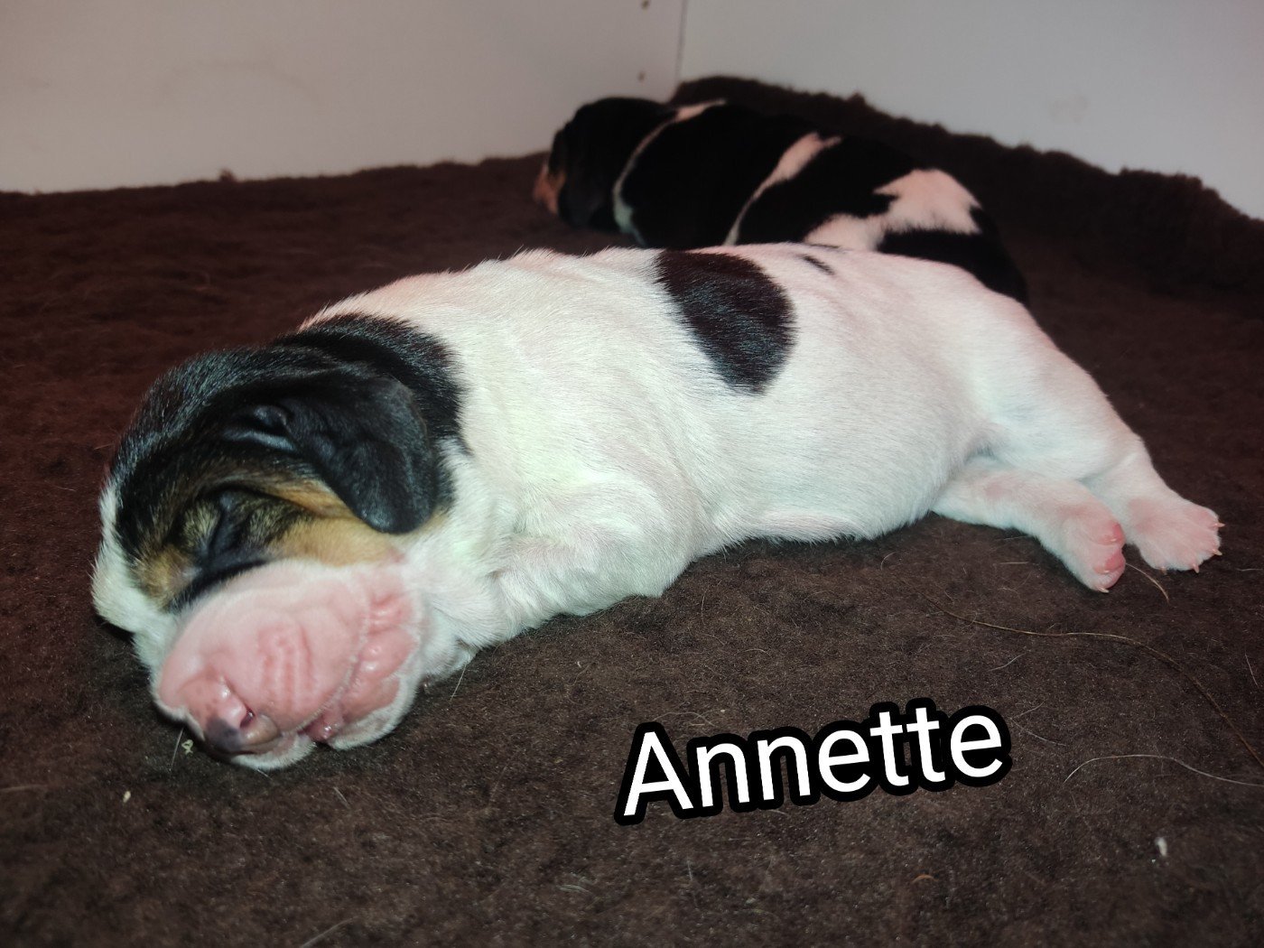 des Terres de la Chatelaine - Chiots disponibles - Basset Hound