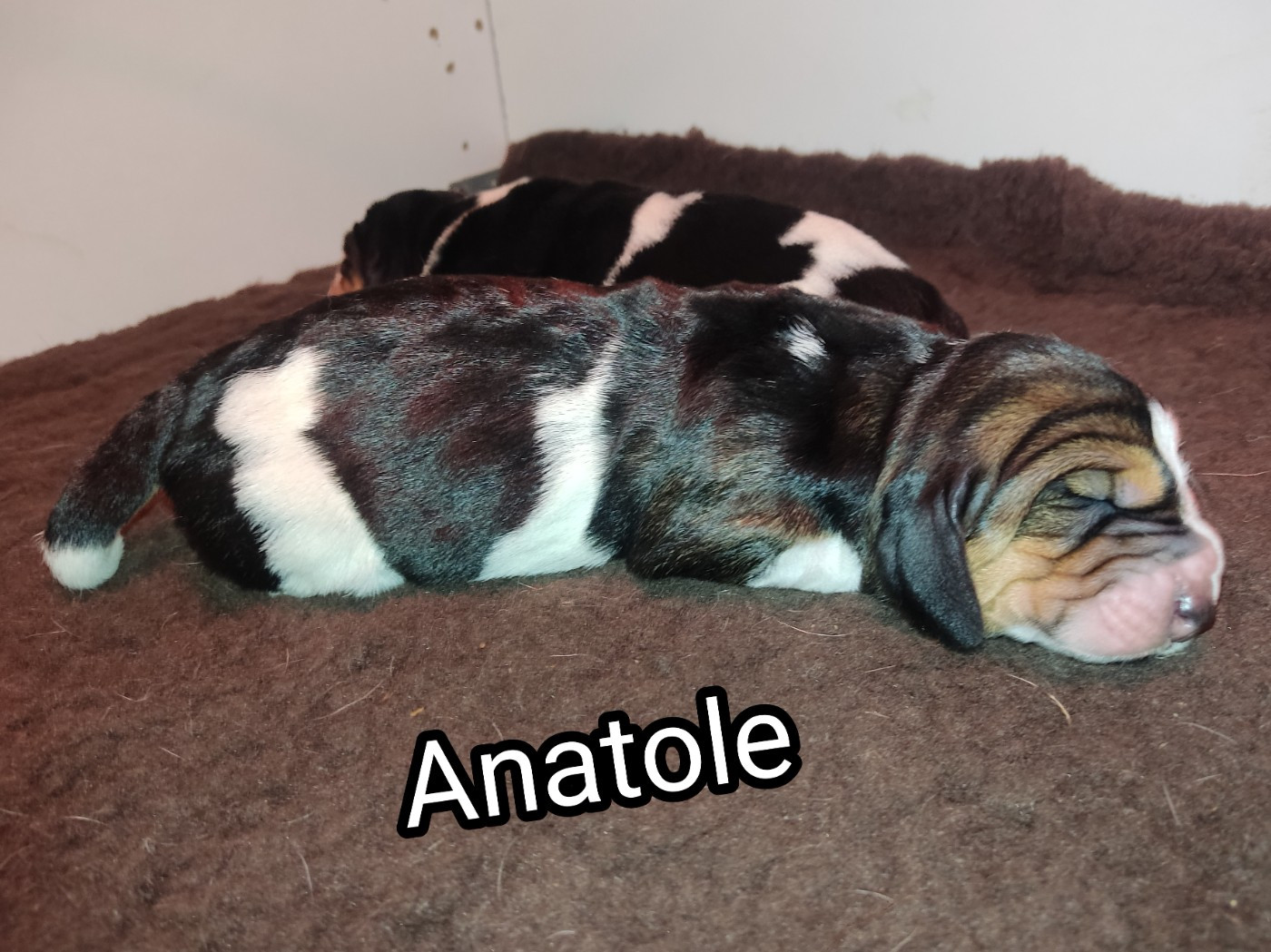 des Terres de la Chatelaine - Chiots disponibles - Basset Hound