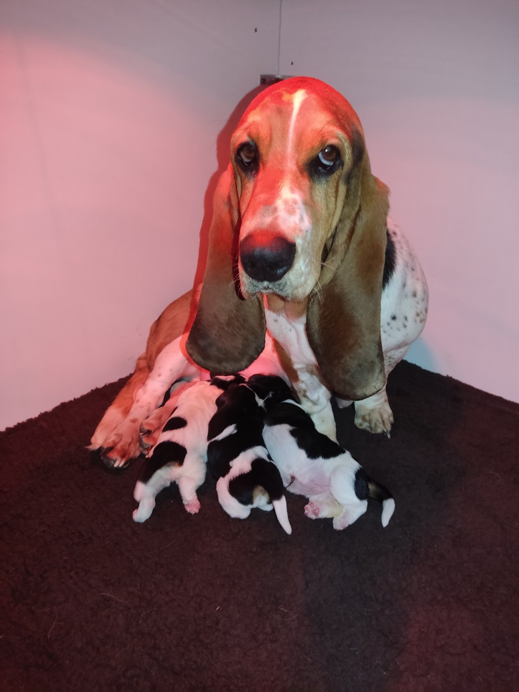 Chiot Basset Hound des Terres de la Chatelaine