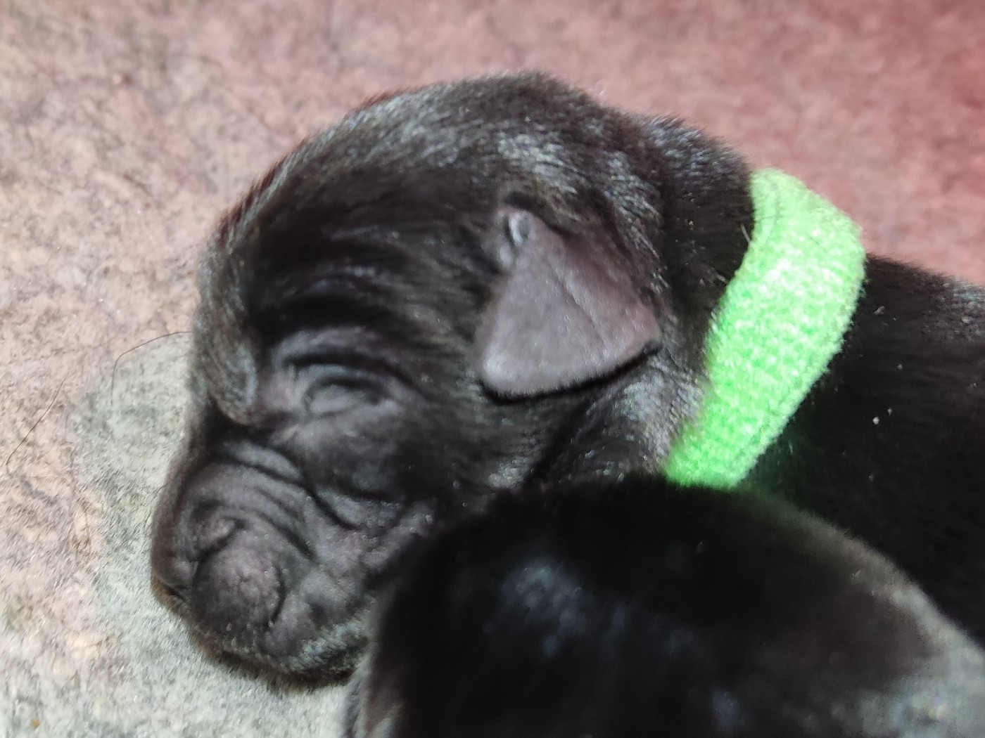 des Terres de la Chatelaine - Chiots disponibles - Labrador Retriever