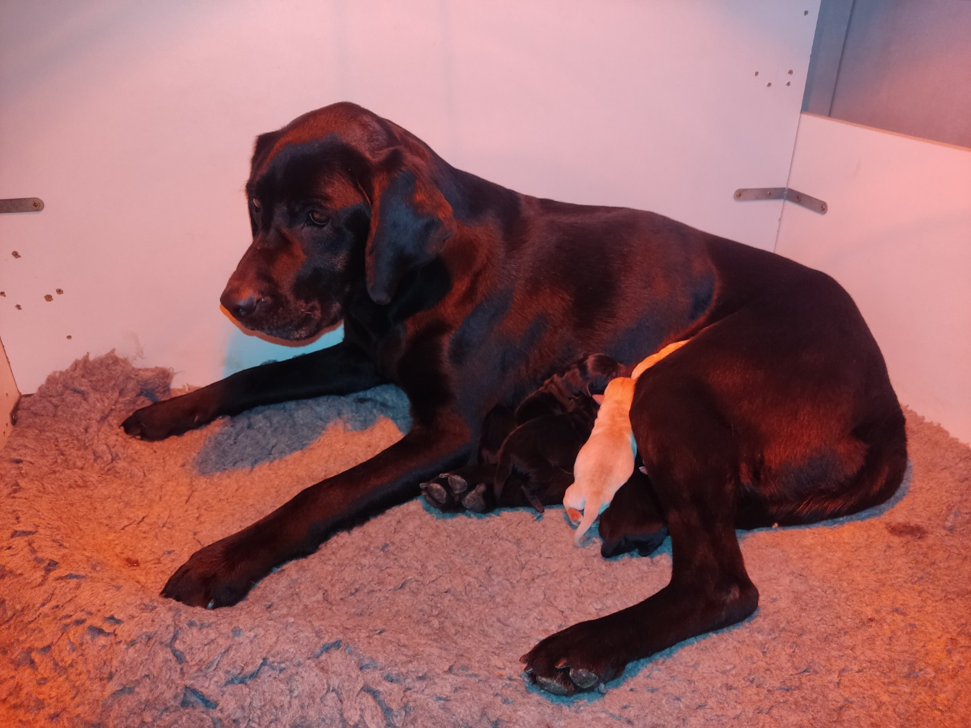 Chiot Labrador Retriever des Terres de la Chatelaine