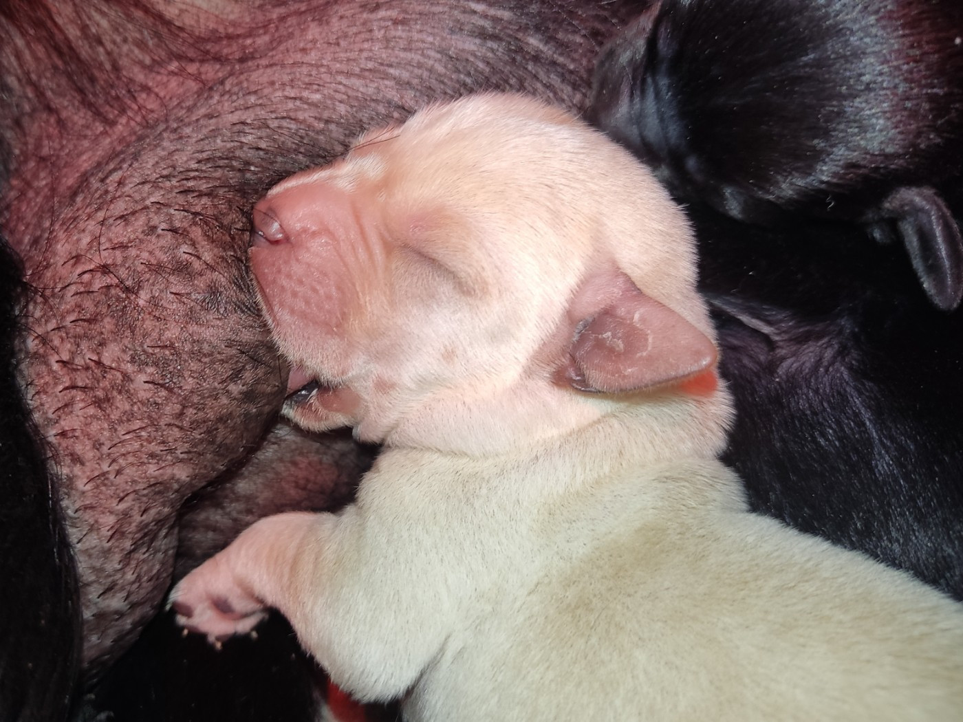 des Terres de la Chatelaine - Chiots disponibles - Labrador Retriever