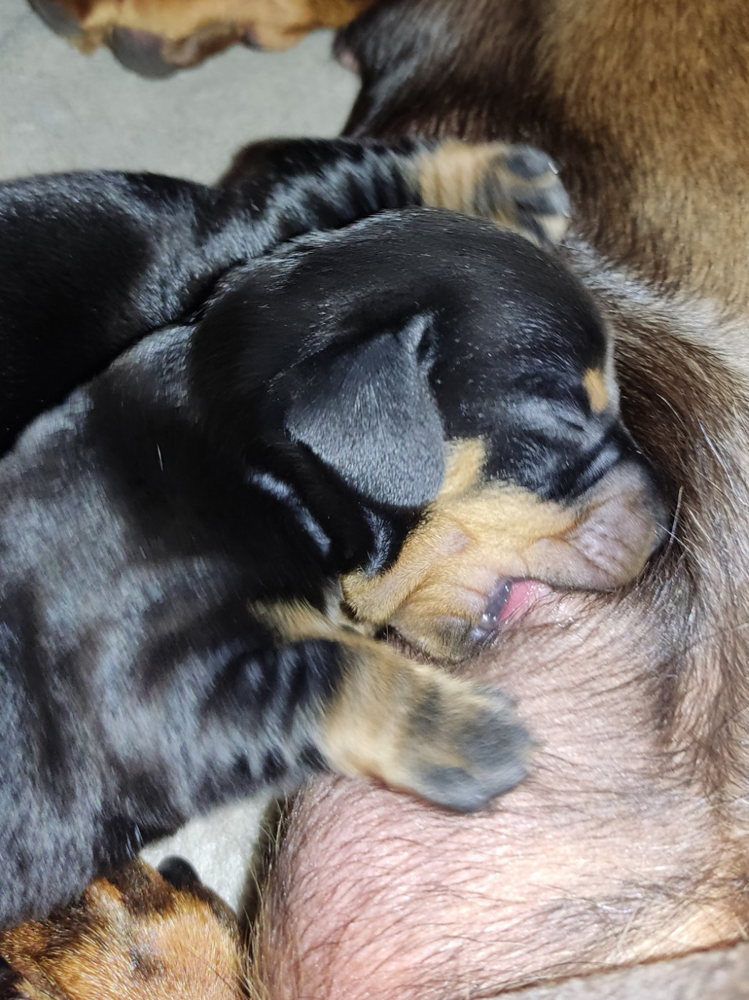 des Terres de la Chatelaine - Chiots disponibles - Teckel poil ras