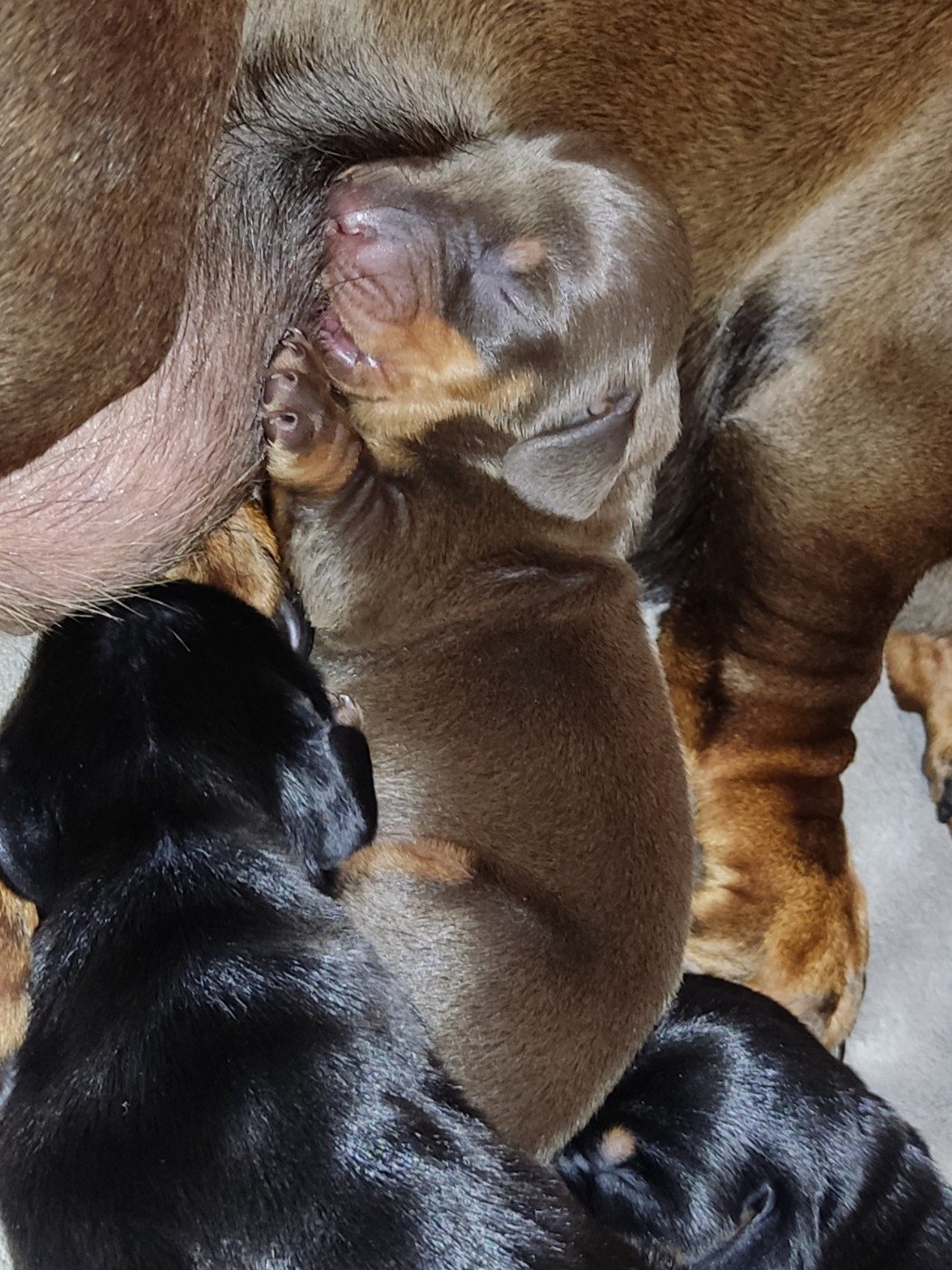 des Terres de la Chatelaine - Chiots disponibles - Teckel poil ras