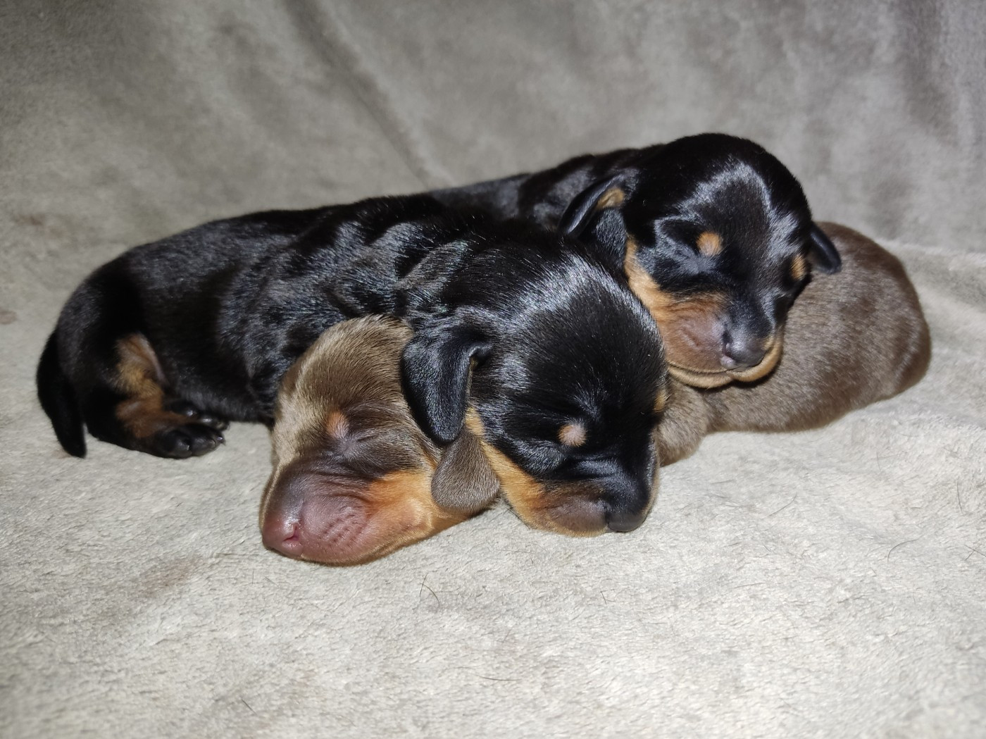 Chiot Teckel poil ras des Terres de la Chatelaine
