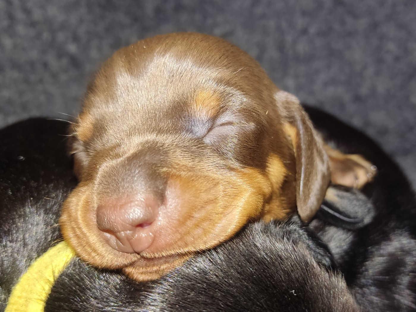 des Terres de la Chatelaine - Chiots disponibles - Teckel poil ras