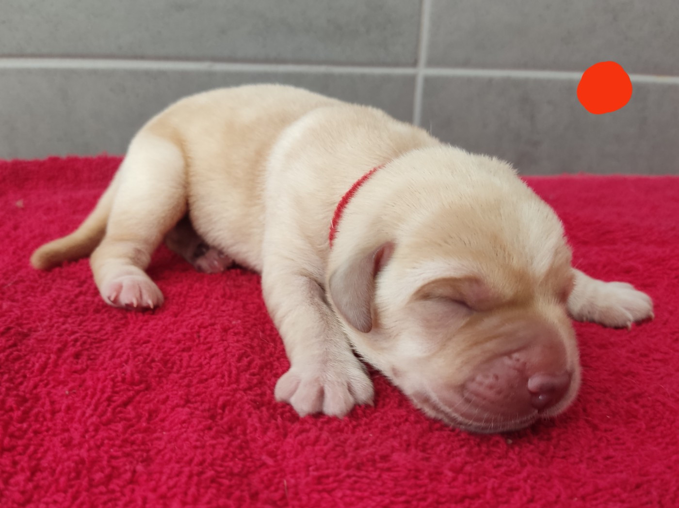 des Terres de la Chatelaine - Chiots disponibles - Labrador Retriever
