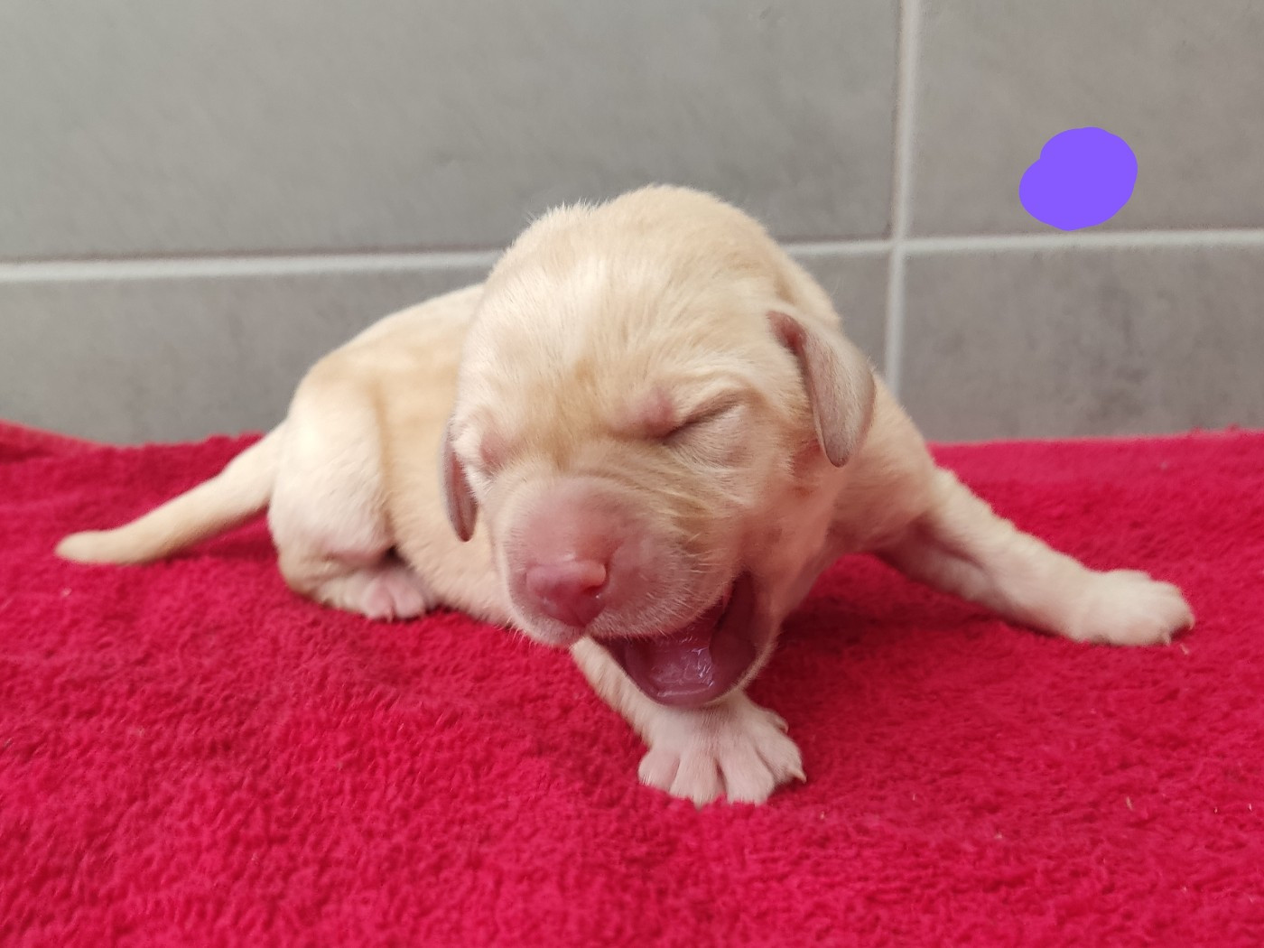 des Terres de la Chatelaine - Chiots disponibles - Labrador Retriever